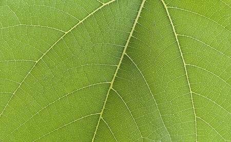 Fig Leaf