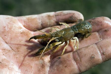 Mud Prawnの写真素材