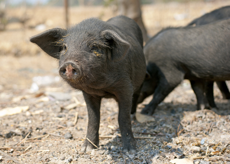 Free range pigの写真素材
