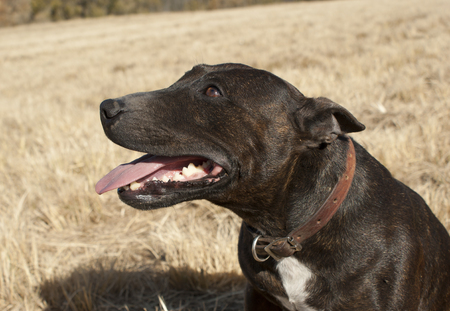 Stafordshire terrierの写真素材