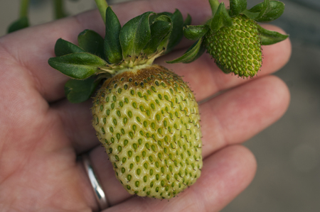 Thrips damage to green strawberry fruitの写真素材