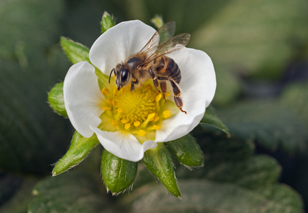 Honey bee pollination of strawberryの写真素材
