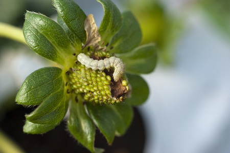 Bollworm attacking a green strawberry fruit