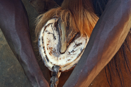 A farrier trimming a horses hoofの写真素材