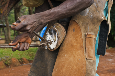 Farrier trimming a horse hoofの写真素材