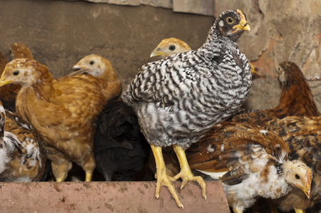 A group of young chickens in a coopの写真素材