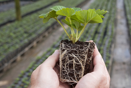 A rooted strawberry plug plant ready for plantingの写真素材