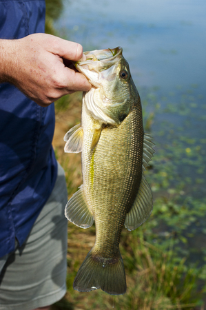 Large mouth bass which has just been caught held by the fishermanの写真素材