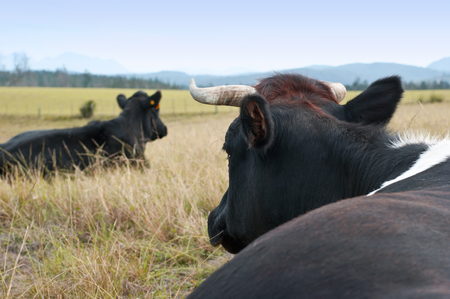 Cattle resting in pastureの写真素材