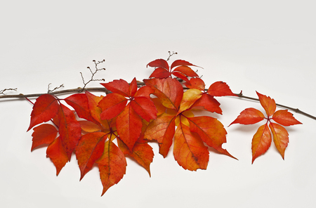 A branch of autumn leaves on a plain backgroundの写真素材