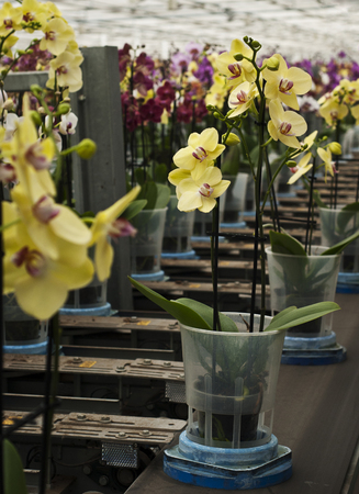 Butterfly orchids in full bloom on a conveyer belt at a nurseryの写真素材