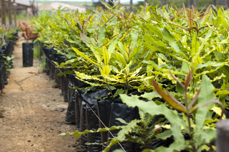 Macadamia tree seedlings in a nurseryの写真素材