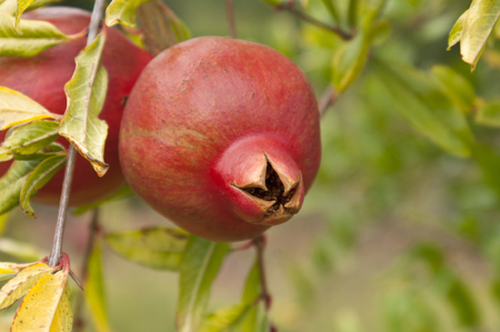 Pomegranate fruit on the treeの写真素材
