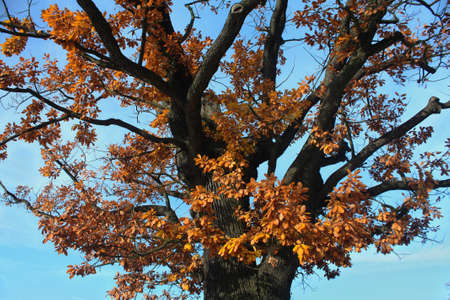 Oak Tree at Fallの写真素材