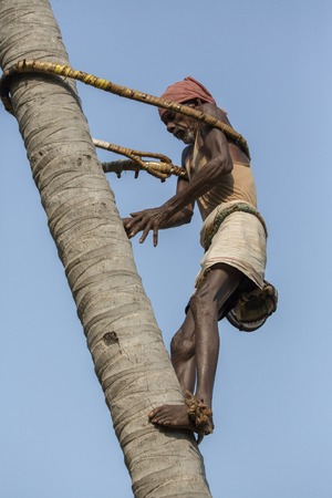 Editorial documentary, India Tamil Nadu Pondicherry aera, june 2015. Old poor professional climber on coconut tree-gathering coconuts with ropeのeditorial素材