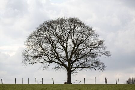 Big tree  in the fall in a winter crops field rural landcape