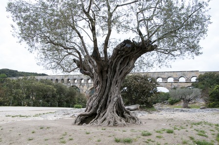 old olive tree in France Provence oil agricultureの写真素材