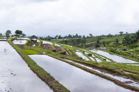 Terraced Rice Field in Bali. Organic farming. Earth international day - April 22 2016. Environmental protection planetの写真素材