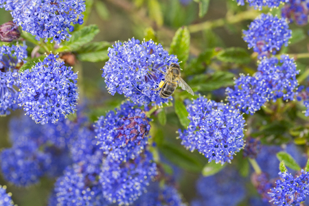 Bee Foraging with pollen on legs ceanote blue flowers