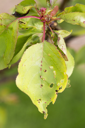 plants disease mildew pest parasite close upの写真素材