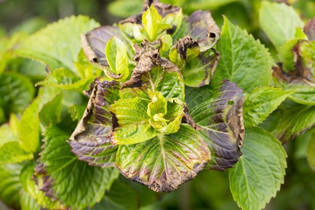 plants disease mildew pest parasite close up