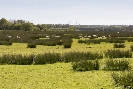 Sheep grazing peacefully on the green field marsh swampの素材 [FY31057418442]