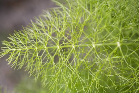Fennel green close-uo garden leaf leaves aromatic plantの写真素材