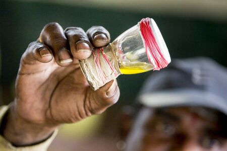 Milking snake cobra for venom poison India Tamil Naduの写真素材