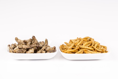 Fried crickets locust molitor insects, food of future rich protein France