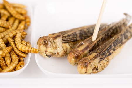 Fried crickets locust molitor insects, food of future rich protein Franceの写真素材