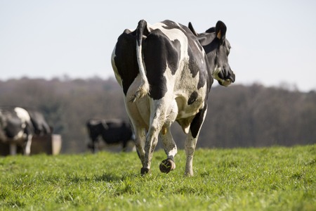 French holstein Cow on farmland grass France agriculture