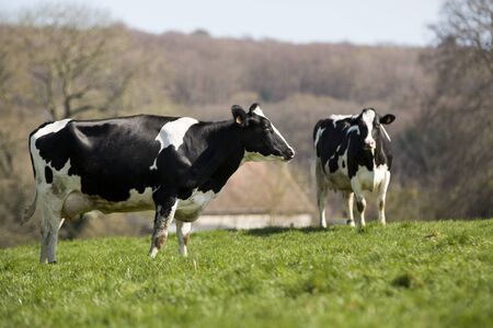 French holstein Cow on farmland grass France agricultureの写真素材