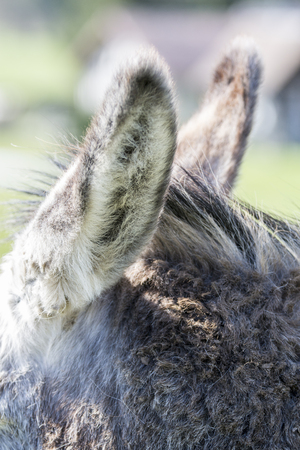 Donkey ears close up gray white hairs Franceの写真素材