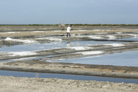 Documentary image editorial. Pondicherry, Tamil Nadu, India - July 05 2014. Poor workers picking up, collecting the sald, in big field, manual labour, organic agriculture, very hard jobのeditorial素材