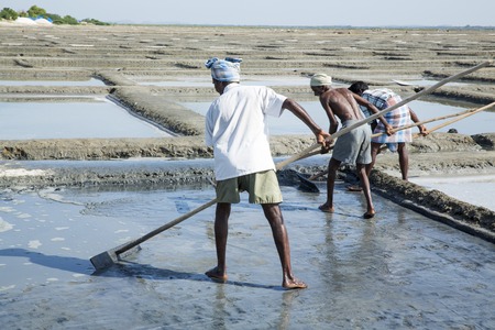 Documentary image editorial. Pondicherry, Tamil Nadu, India - July 05 2014. Poor workers picking up, collecting the sald, in big field, manual labour, organic agriculture, very hard jobのeditorial素材
