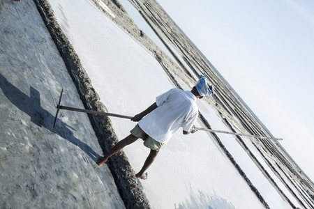 Documentary image editorial. Pondicherry, Tamil Nadu, India - July 05 2014. Poor workers picking up, collecting the sald, in big field, manual labour, organic agriculture, very hard jobのeditorial素材