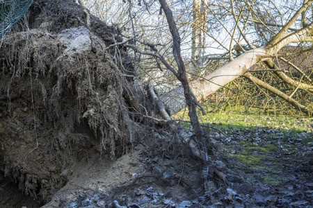 Storm cyclone tree feltの写真素材
