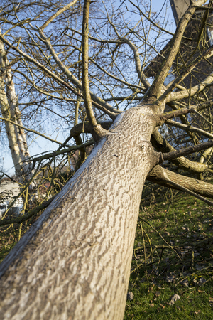 Storm cyclone tree felt