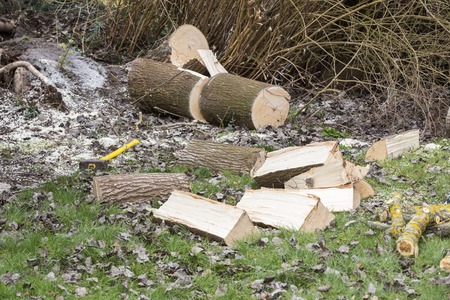 Tree cut on grass piece bits parts of wood just cut