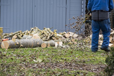 A tree falling in the garden where man carry pieces of woodの写真素材