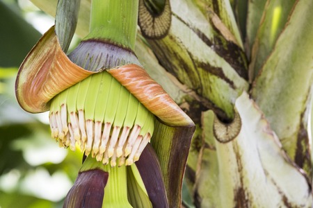 Young Banana blossom with small bananas in Martiniqueの写真素材