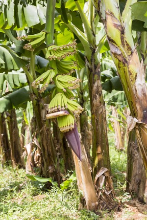 bananas raw with a bunch growing raw farm .wait for keep in the fruit garden.の写真素材