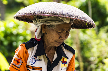 Ubud, Bali, Indonesia - July 29, 2013. An unidentified woman works in rice plantation. The process of planting rice by hand. Rice fields in Baliのeditorial素材
