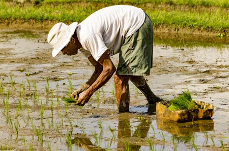 Ubud, Bali, Indonesia - July 29, 2013. An unidentified man works in rice plantation. The process of planting rice by hand. Rice fields in Baliのeditorial素材