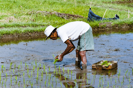 Ubud, Bali, Indonesia - July 29, 2013. An unidentified man works in rice plantation. The process of planting rice by hand. Rice fields in Baliのeditorial素材