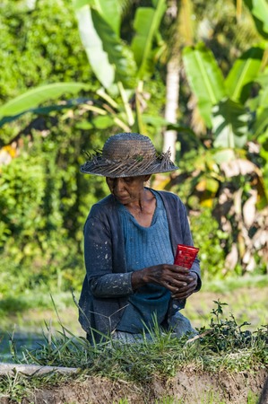 Ubud, Bali, Indonesia - July 29, 2013. An unidentified woman works in rice plantation. The process of planting rice by hand. Rice fields in Baliのeditorial素材