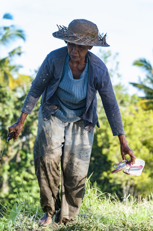 Ubud, Bali, Indonesia - July 29, 2013. An unidentified woman works in rice plantation. The process of planting rice by hand. Rice fields in Baliのeditorial素材