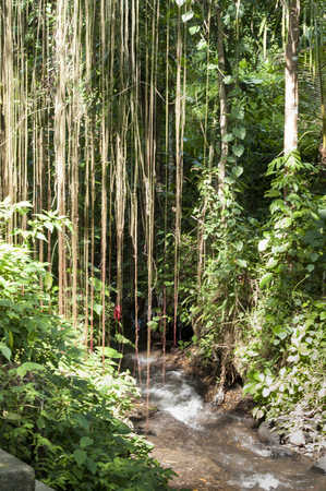 Massive tropical lianas hanging of giant tree jungle Bali Indonesia