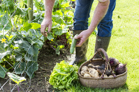 Man with a vegetable basket in garden Franceの写真素材