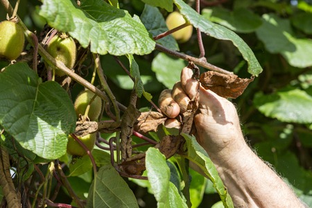 Kiwi picking season hands of the gardener in plantsの写真素材